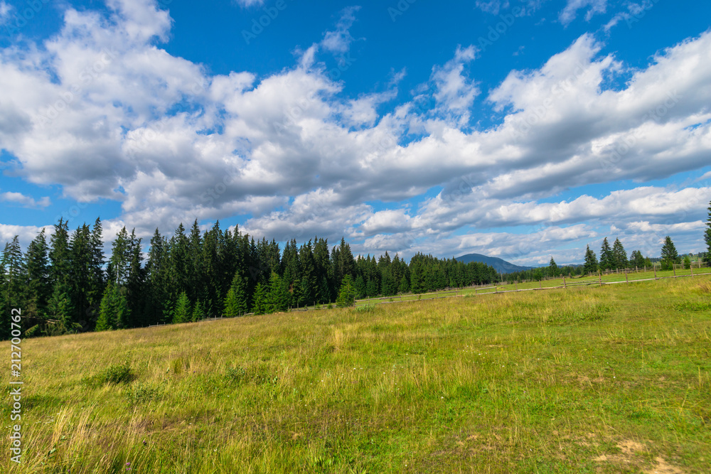 Sunny day in Carpathian mountains, Poiana Stampei, Romania