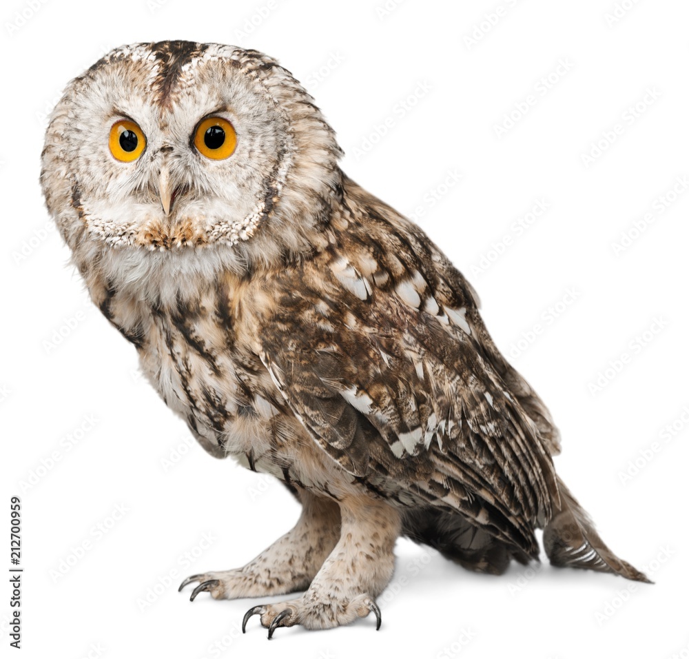 Fototapeta premium Eagle Owl