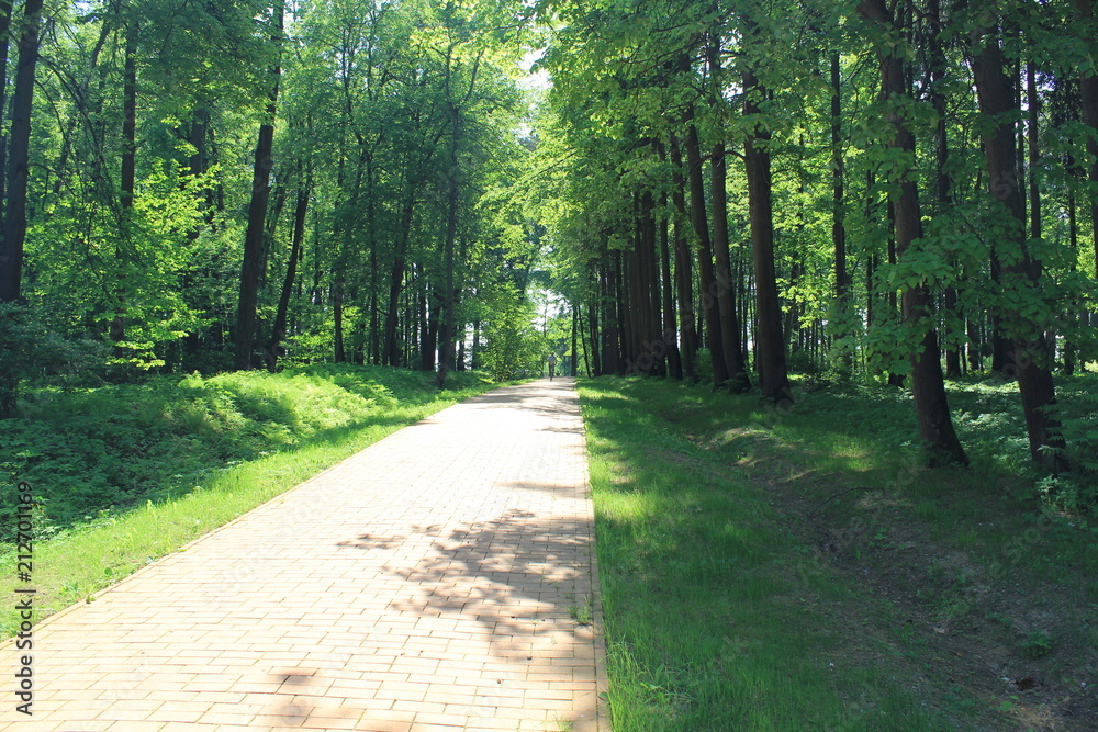 Fototapeta premium bamboo-plant, beauty in Nature, day, direction, Footpath, forest, Green color, Growth, Land, Nature, no people, outdoors, Plant, Road, scenics-nature, Sunlight, the way forward, tranquil scene, Tranqu