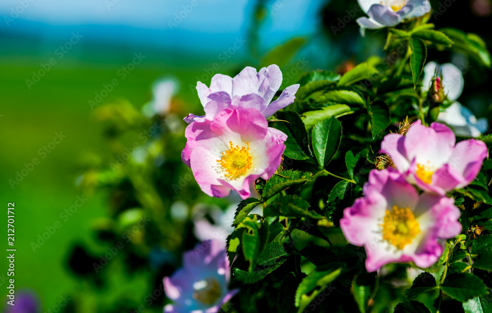 Beautiful garden flowers Beautiful garden flowers