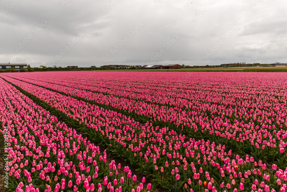 Amazing flowers field