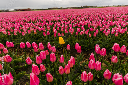 Amazing flowers field © somra