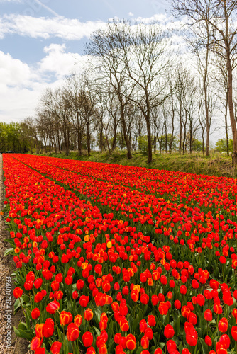 Wallpaper Mural Amazing flowers field Torontodigital.ca