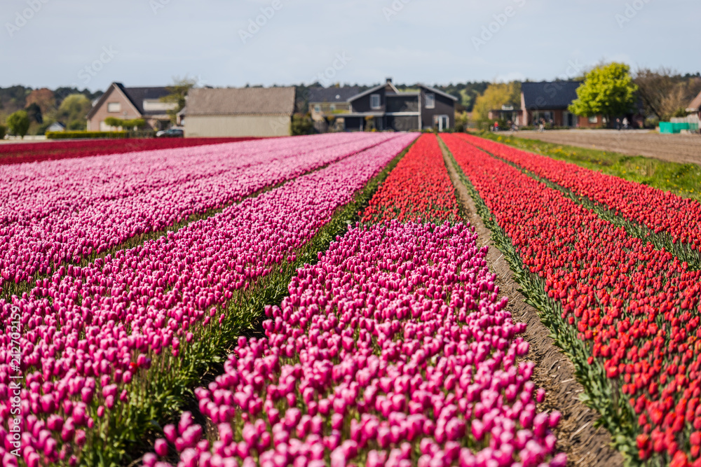 Tulips flowers field in Holland