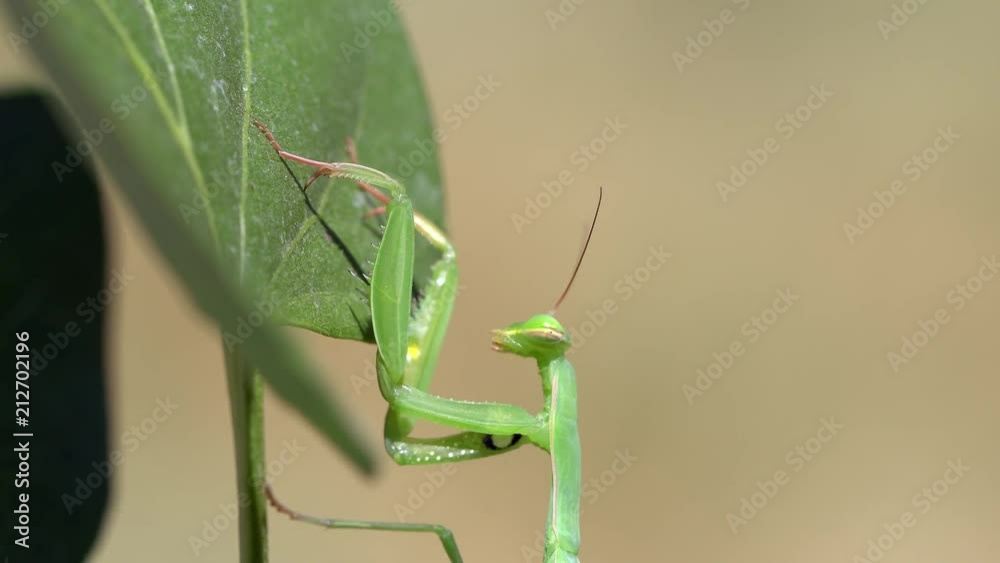 Praying Mantis climbing up leaf in macro view. Praying Mantis climbing up leaf in macro view.