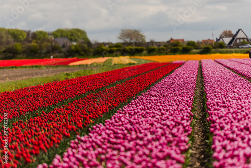 Tulips flowers field in Holland