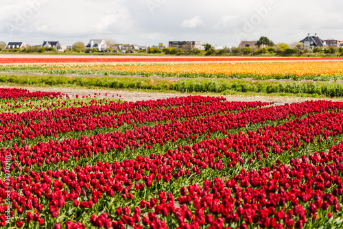 Wallpaper Mural Tulips flowers field in Holland Torontodigital.ca