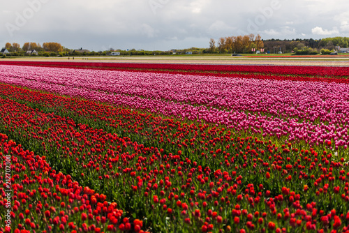 Tulips flowers field in Holland