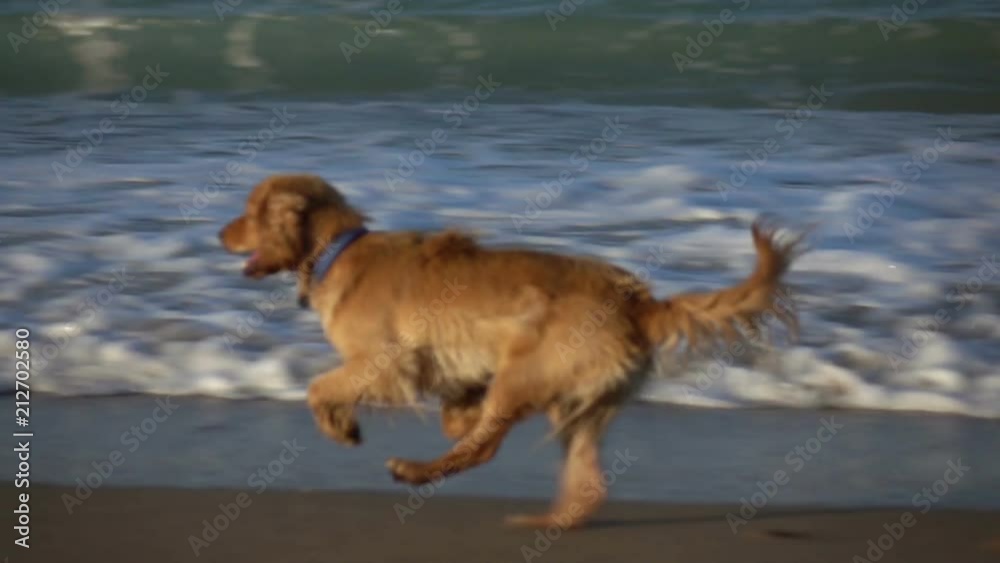 Happy Cocker Spaniel at the beach. Sea coast. Slow motion. Happy Cocker Spaniel at the beach. Sea coast. Slow motion.