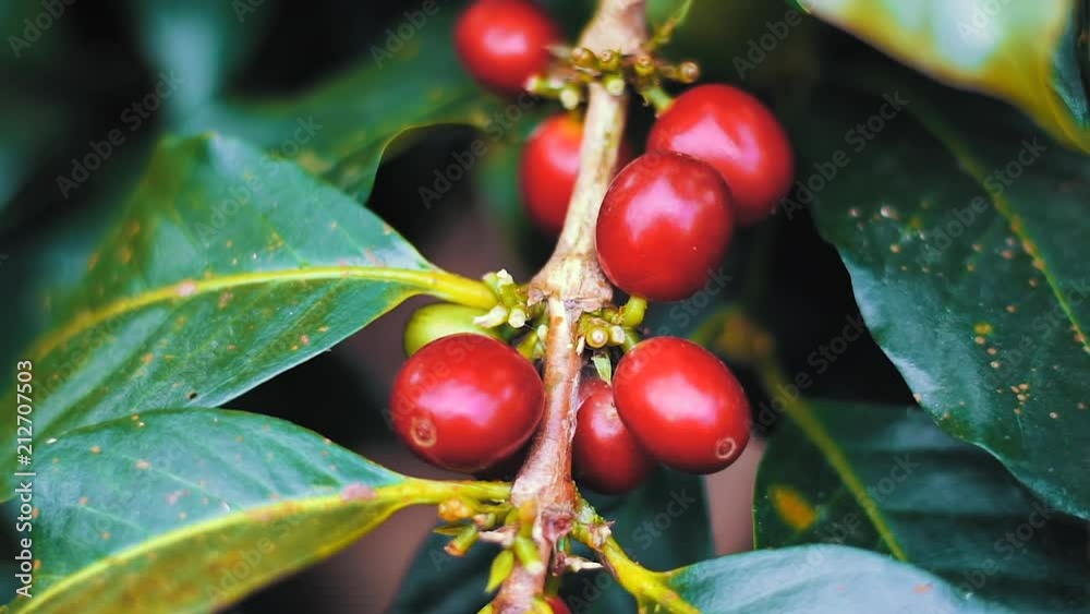 Close-up of ripe coffee cherries in Kintamani, Bali, Indonesia Close-up of ripe coffee cherries in Kintamani, Bali, Indonesia
