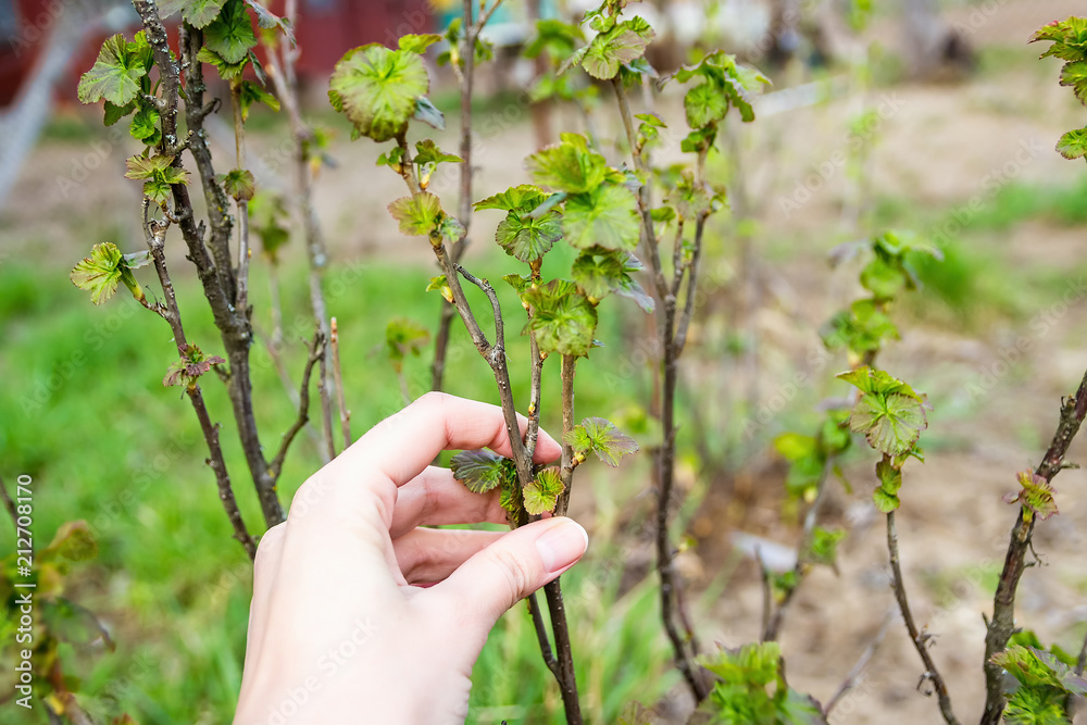 Spring shoots of currant. Currant seedlings. Sprout. Growing currant. Spring shoots of currant. Currant seedlings. Sprout. Growing currant.