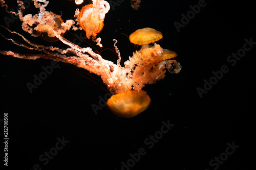 Jellyfish