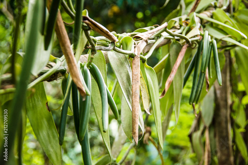 Ripe vanilla fruits hanging on the tree