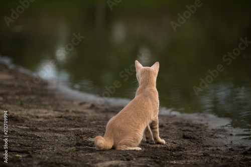 Photography Orange tabby cat looking at muddy farm pond water