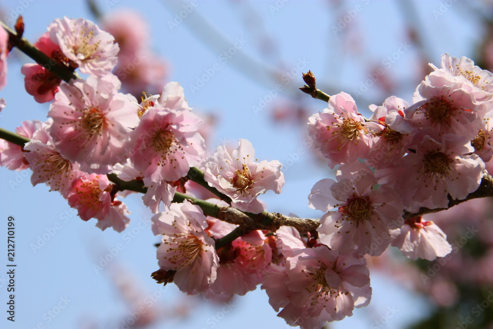 Japan Kirschblüte Hintergrund Zweig Baum Japan Kirschblüte Hintergrund Zweig Baum