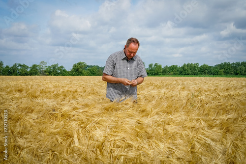 Landwirt im Getreidefeld überprüft Abreife der Ähren