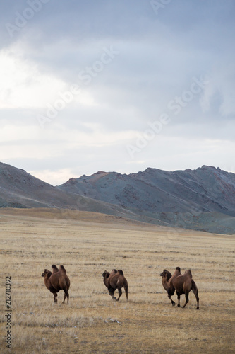 three camels in the steppe against the backdrop of the mountains