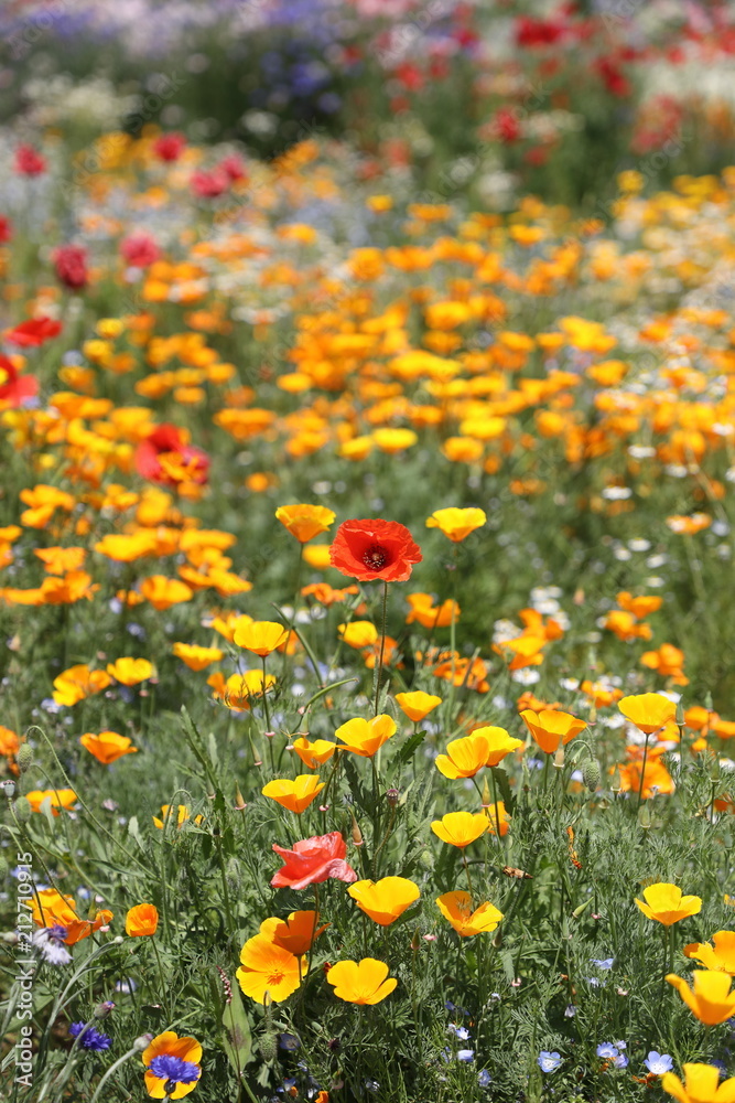 Red and yellow flowers  赤と黄色の花