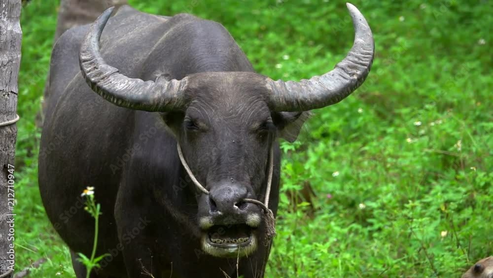 Portrait of Thai Water Buffalo (Bubalus Bubalis) Chewing Grass Portrait of Thai Water Buffalo (Bubalus Bubalis) Chewing Grass