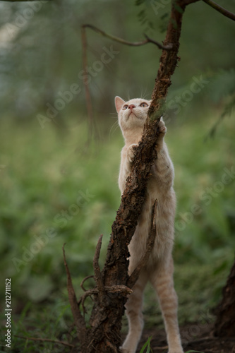 Orange shorthair tabby cat climbing and exploring in nature © Megan