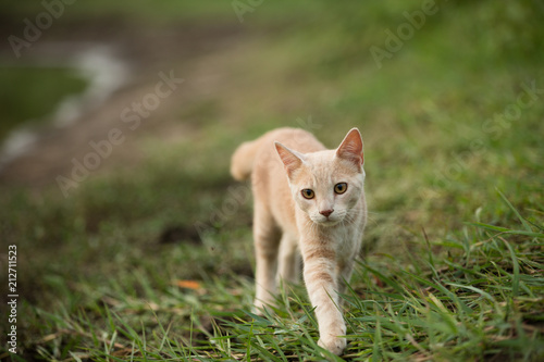 Photography Orange shorthair tabby cat climbing and exploring in nature