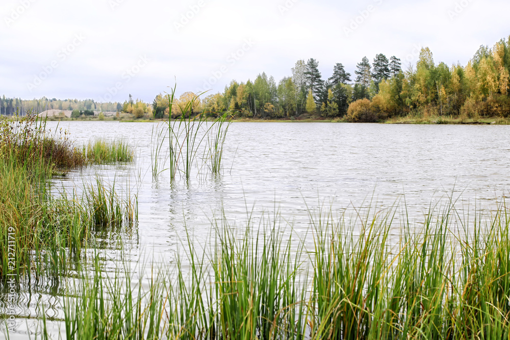 Grass near the calm lake