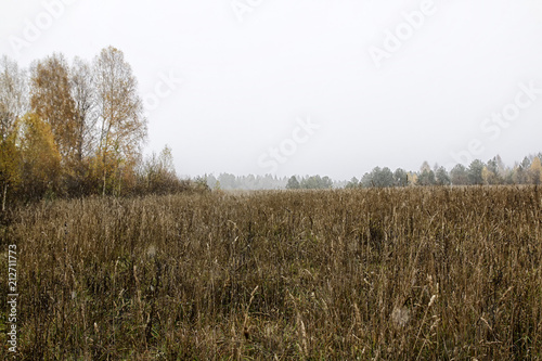 Field of ears and gress in a cloudy autumn day