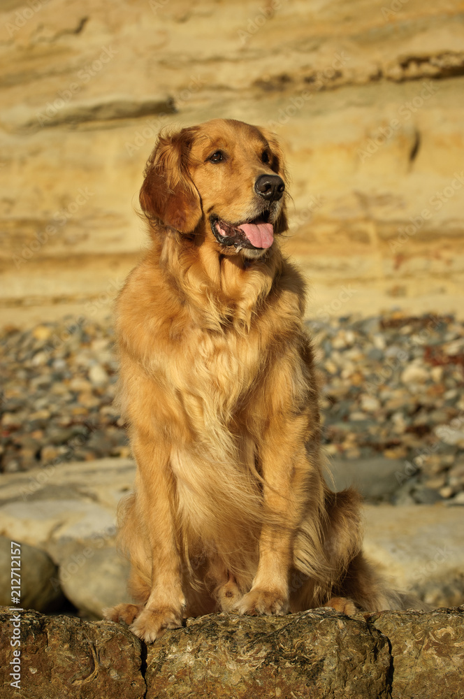 Obraz premium Golden Retriever dog outdoor portrait sitting on rocks