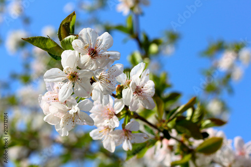 Flowering branch with white cherry blossoms against the blue sky © watcherfox
