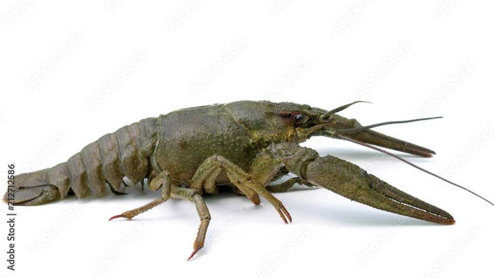 Big alive crayfish on a white background Big alive crayfish on a white background