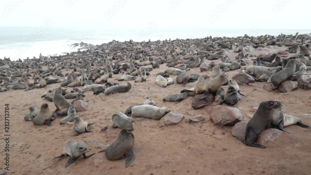 Fur seal colony (arctocephalus pusillus) in Cape Cross, Namibia Fur seal colony (arctocephalus pusillus) in Cape Cross, Namibia