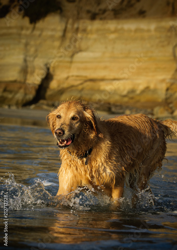 Golden Retriever dog outdoor portrait walking through water