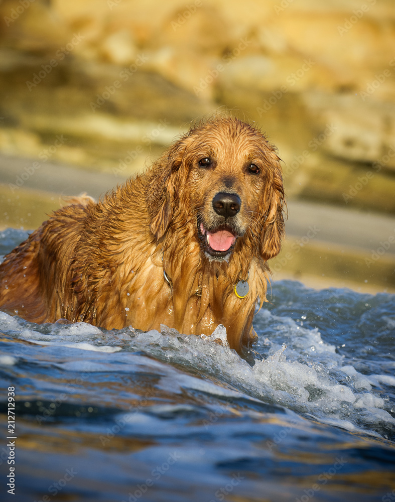 Golden Retriever dog outdoor portrait at beach in water Golden Retriever dog outdoor portrait at beach in water
