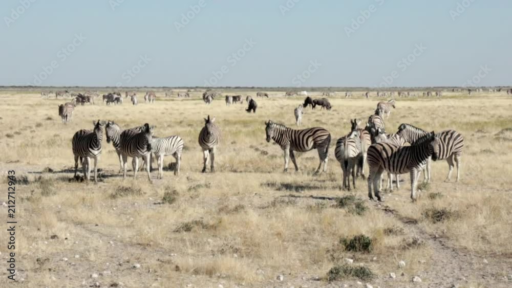 Group of Zebra graze in the African savannah, Etosha national park, Namibia Group of Zebra graze in the African savannah, Etosha national park, Namibia