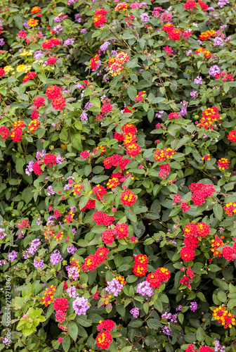 Wildflower closeup of a multitude of colors and types in a front yard in California