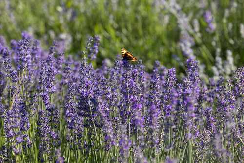 Fototapeta Naklejka Na Ścianę i Meble -  Garden with the flourishing lavender
