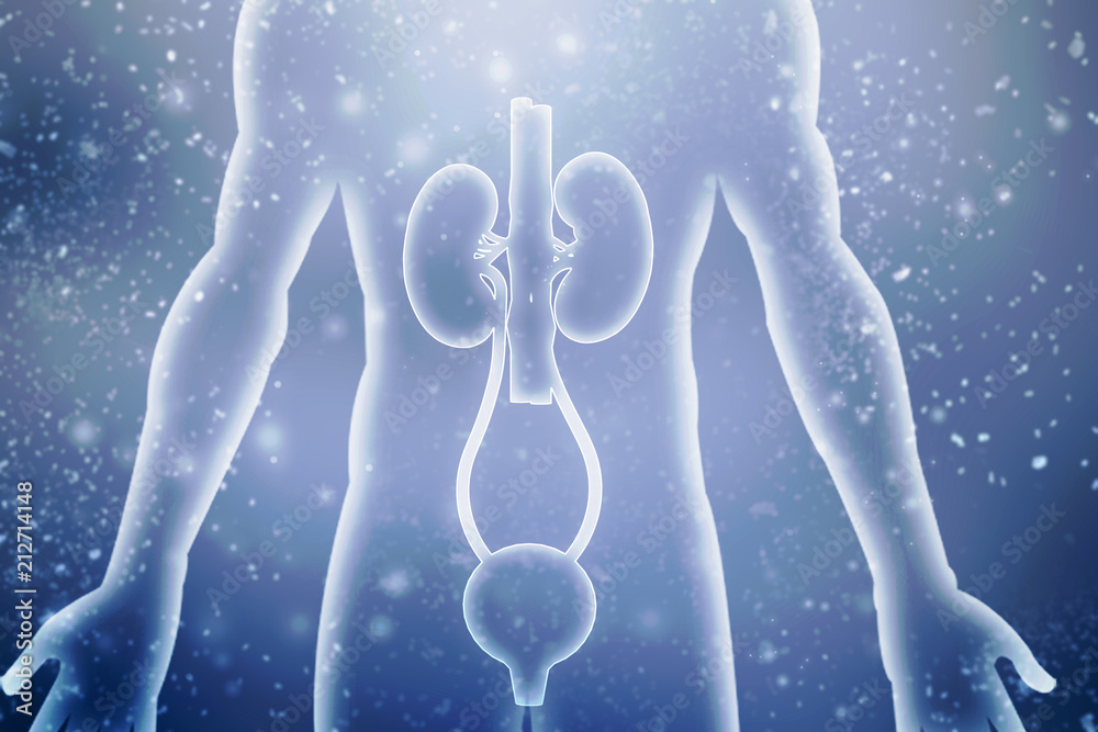 2d rendering human kidneys 2d rendering human kidneys