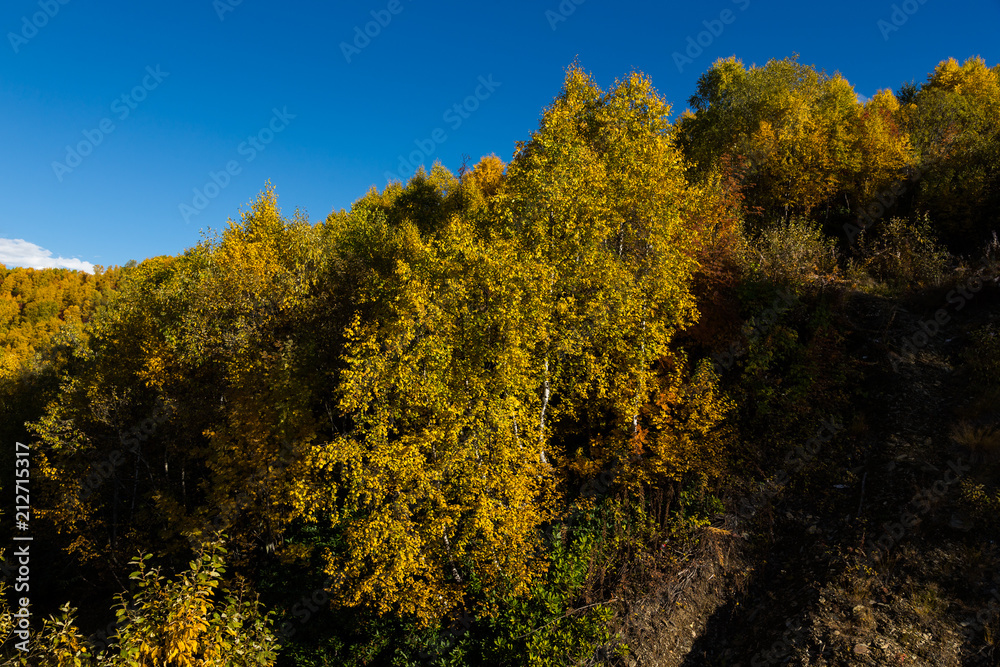 Fototapeta premium Colorful forest in a beautiful autumn landscape in Svaneti. Georgia