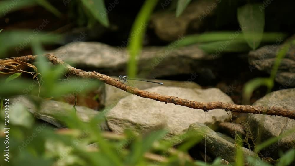 Close up on a dragonfly buzzing around and sitting on a branch Close up on a dragonfly buzzing around and sitting on a branch