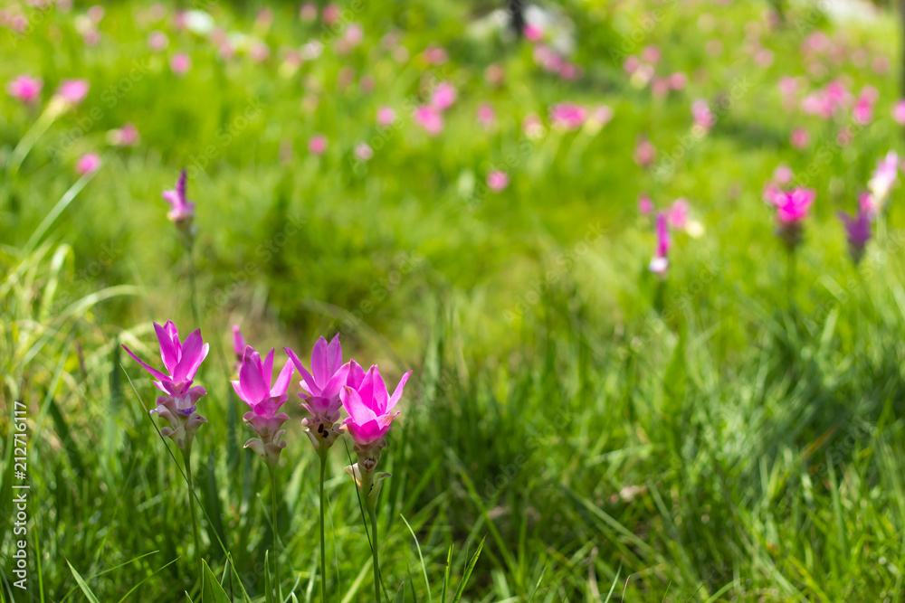 Curcuma alismatifolia on the Moutain at Pa Hin Ngam National Park , Chaiyaphum in Thailand. Curcuma alismatifolia on the Moutain at Pa Hin Ngam National Park , Chaiyaphum in Thailand.