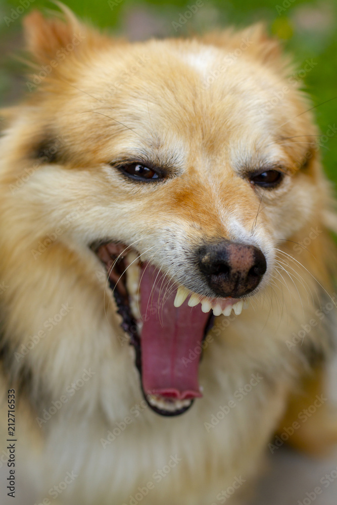 The dog is happy. The dog smiles. The dog is happy. The dog smiles.