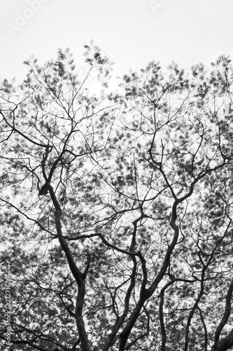 Texture of  tree branches and leaves in black and white color