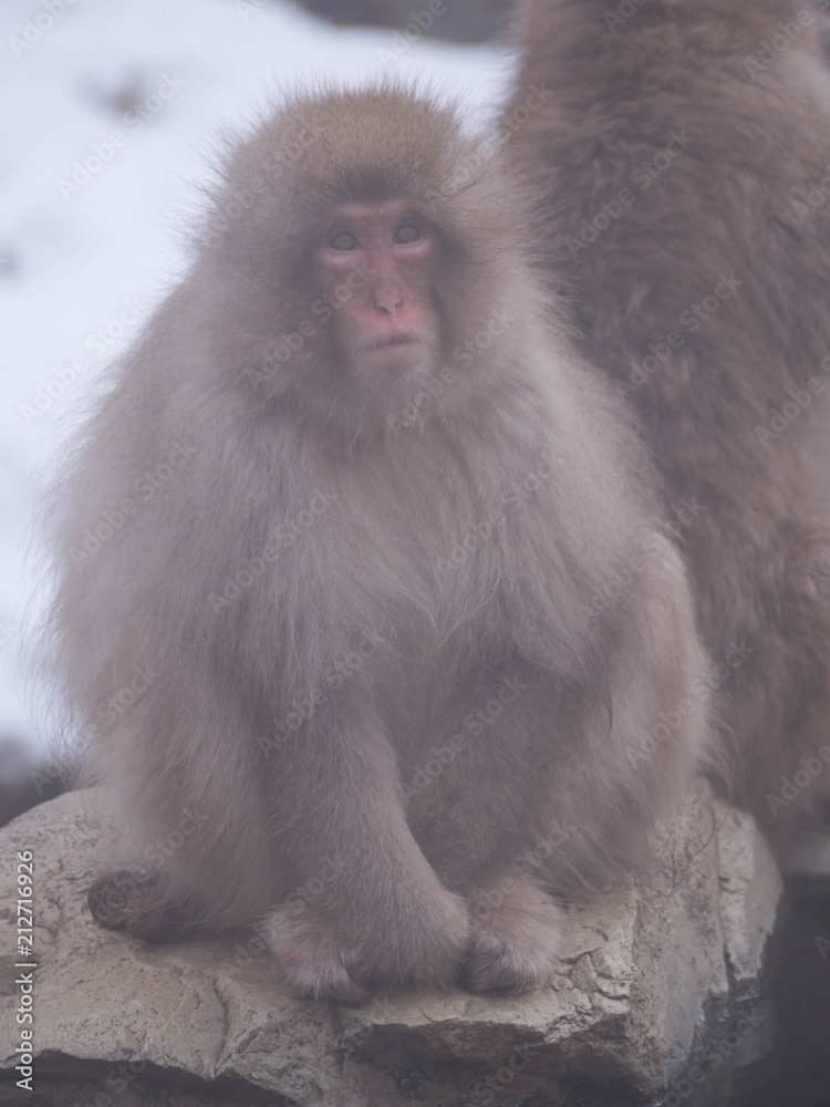 Naklejka premium Japanese Snow monkey Macaque in hot spring Onsen Jigokudan Park, Nakano,now Monkey Japanese Macaques bathe in onsen hot springs at Nagano, Japan.