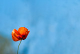 Single Poppy Flower against Vibrant Blue Sky, Background
