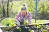 Young, pretty blond woman is planting vegetables in the garden in the raised bed and is happy