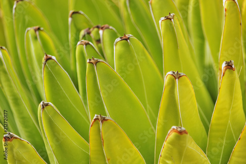 Agave leaves shape