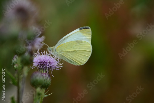 Large white or Cabbage butterfly or  Pieris brassicae on thistle flower