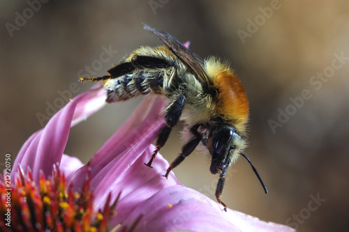 Hairy Bumblebee,  Bombus pascuorum pollinate pink flower © Geza Farkas