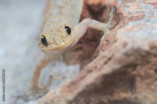 Funny Portrait of Kotschy's gecko, mediodactylus kotschyi photo