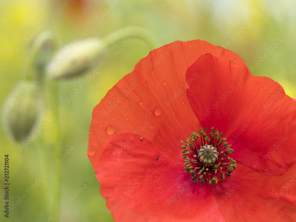 closeup of bright red poppy flower in green summer field closeup of bright red poppy flower in green summer field